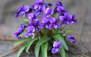 Имя Виолетта: происхождение, значение, характер и судьба