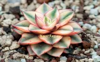 Эхеверия: описание, уход и размножение в домашних условиях