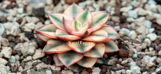 Эхеверия: описание, уход и размножение в домашних условиях