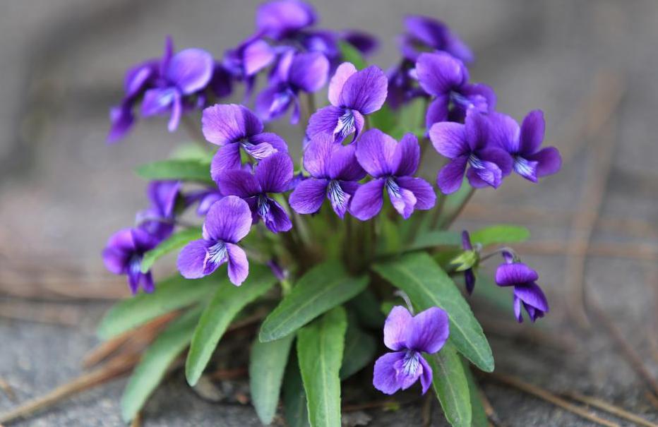 Значение имени - фиалка