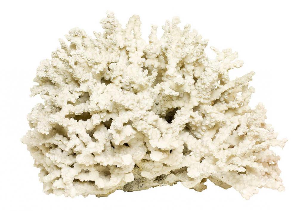 Белый коралл